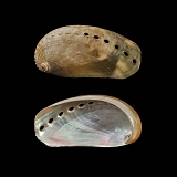 ezelsoor (haliotis asinina) 12-2011
